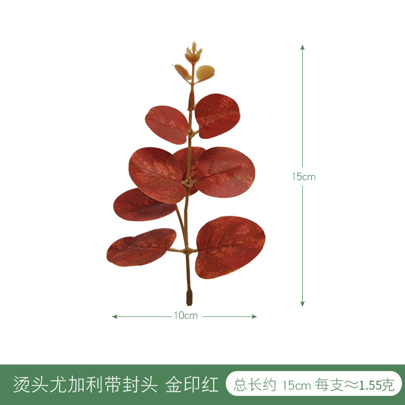 烫头尤加利带封头金印红