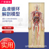 human body Blood Circulatory system Model whole body Visceral Organ anatomy teaching Teaching aids heart Artery Show Model