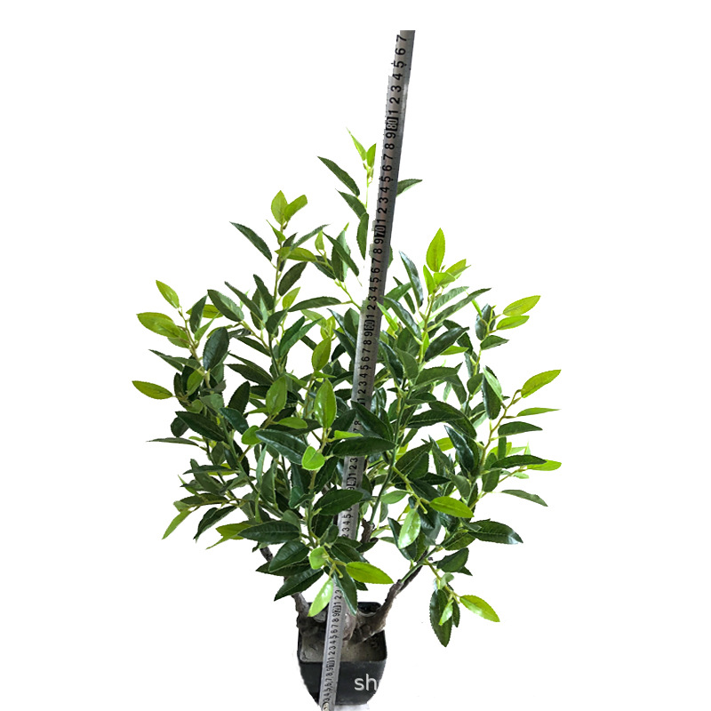 XRS-063 7#盆栽毛尖茶叶360叶.jpg