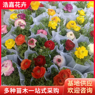Flowers, Celery Leaves, Peony Seedlings, Large-Flowered Double-Rooted Florals, Perennial Buttercups, Persian Buttercups, Celery Leaves, Peonies