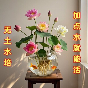 ��ɏ�N�߲������ɫˮ�໨��ˮ�B�ļ�ɏ���ɻ��Nɏź�Gֲˮ��ɏ��