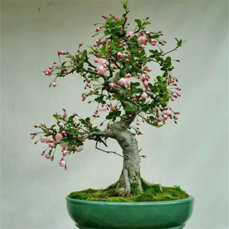 Цветы бегонии в горшках саженцы бонсай старые сваи, зеленые растения в помещении