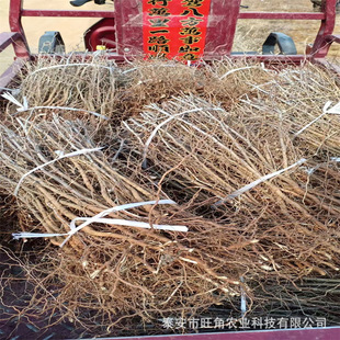 Саженцы джиуба основаны на саженях дерева Jubube, предоставляемые методами посадки для методов посадки 1-5 см саженцы Jujube в этом году