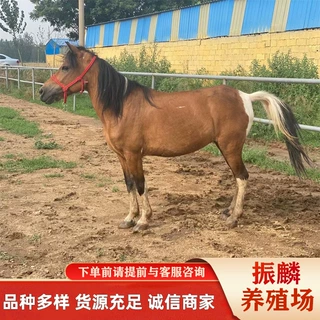 驯化好的矮马活体矮马养殖场大量出售骑乘马 观赏马 租赁矮马