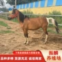 大量好的活体租赁矮马
