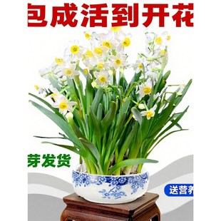 ˮ�ɻ�����ˮ�B��������ˮ�ɷN���k�������҃�ˮ�����_���Gֲ����