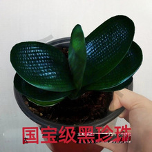 君子兰旗舰店一叶苗精品麻脸珍珠王宽叶短叶圆头和尚名贵高端