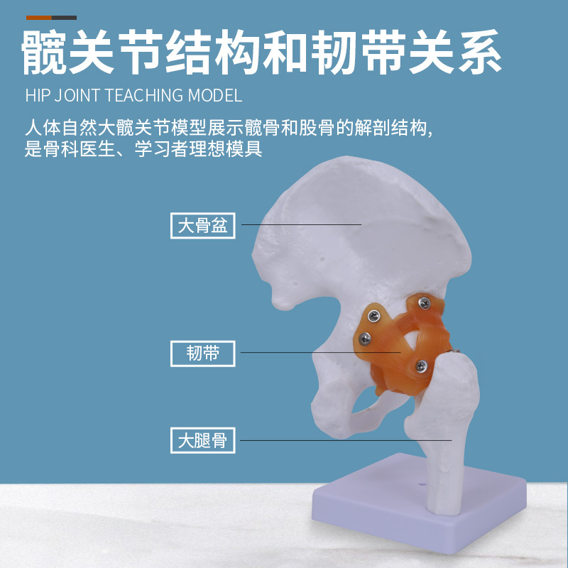 �����Źؽ� �ɹؽ�ģ�� �������ģ�͹ɹ�ͷ���ŹǺ͹ؽ��ʹ�ģ��