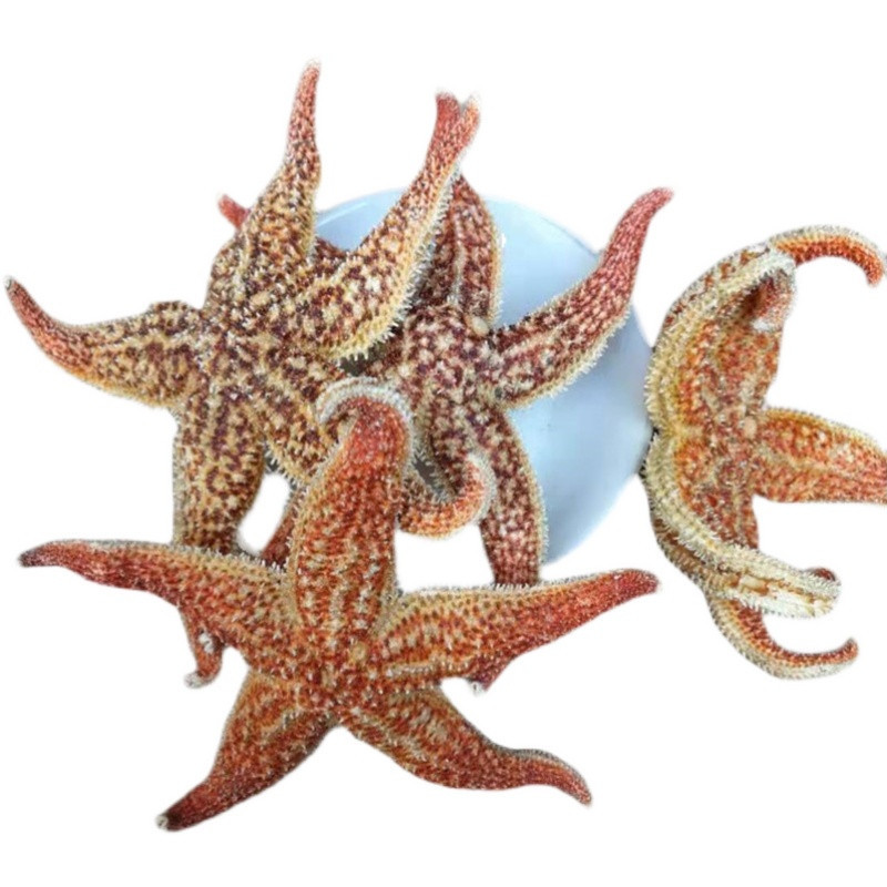 Dried Starfish Wu Zhi Hai Xing Whole Dried Sea Star for Herbal Wine Infusion 500g in use