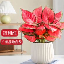����ʺ����t�����k���҃�����ȩС�Gֲ����ˮ��ֲ����B�׳ɻ�