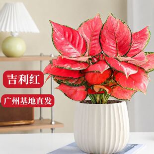 ����ʺ����t�����k���҃�����ȩС�Gֲ����ˮ��ֲ����B�׳ɻ�
