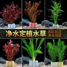 鱼缸水草造景净水带根植物水培定植阴性水榕养鱼懒人专用真草套餐