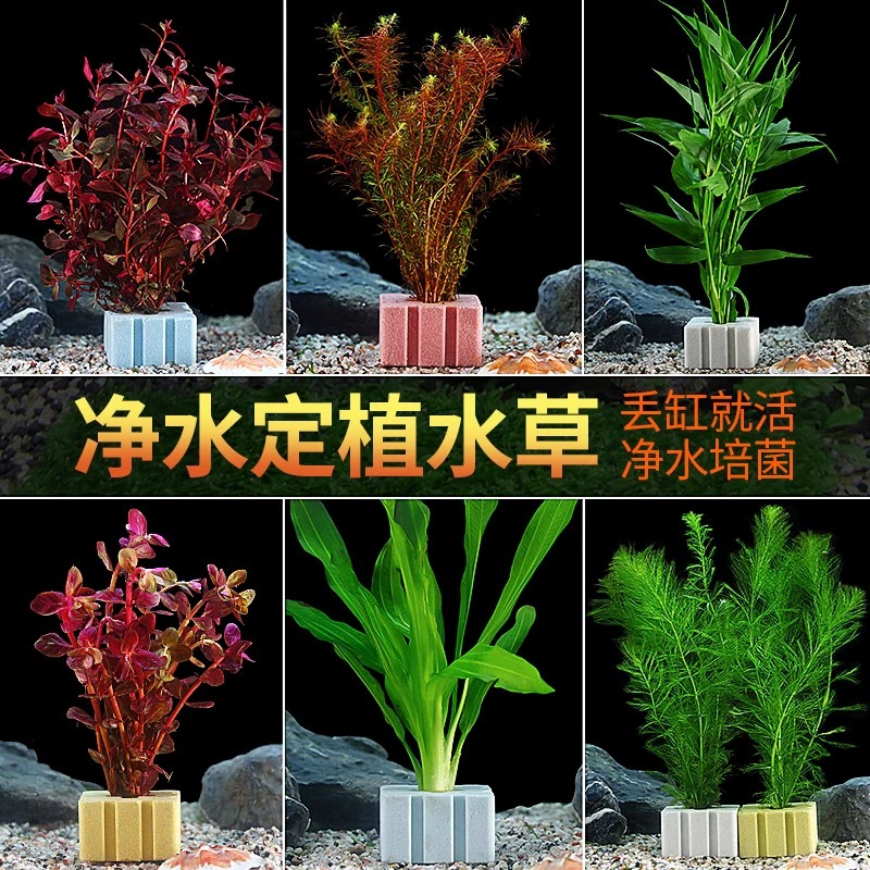 Сумасшедшие водные растения для аквариума, декоративная настоящая трава, гидропонное выращивание, ленивый негативный водный папоротник, производитель водных растений, оптовая продажа