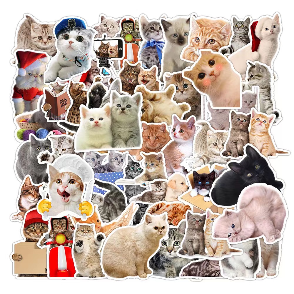 현실적인 고양이 CT65 사진 50장