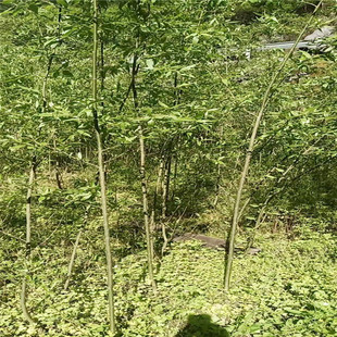 �������l����������������3̖ �e��ͥԺ�Gֲ����Ǥ��֦�l�ϱ��Nֲ