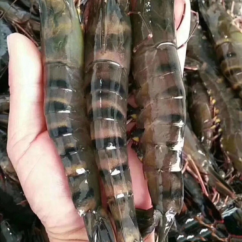 活冻黑虎虾冰鲜九节虾老虎虾新鲜斑节虾冷冻大虾速冻海鲜酒楼商用