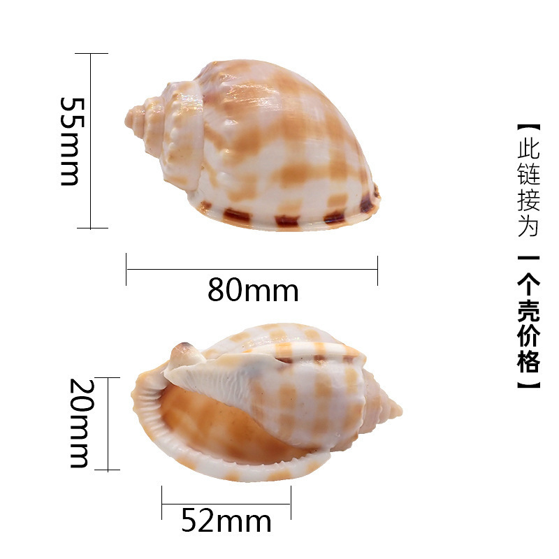 ヤドカリ交換用ペットシェル大口径海辺シェル装飾シェルスネイルミニ小大ピンク口 HCDS|undefined