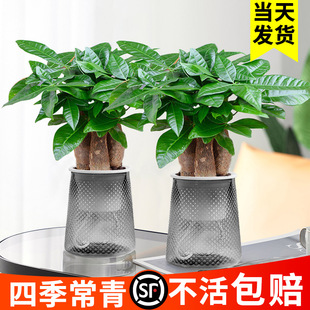 ����lؔ��С���Ԕ[���k���ҾG�}�j�Gֲ����ˮ��ֲ���҃Ȼ�����