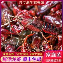 湖北汈汊湖新鲜龙虾鲜活虾青红壳现捞活物水产生鲜养殖小龙虾鲜活