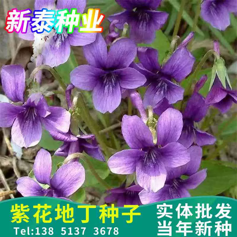 Фиолетовый цветок Litten Seed Дикие анютины глазки Семена цветов Дикий Овощной лес Тенистый Короткий цветок Многолетний Открытый Тенистый