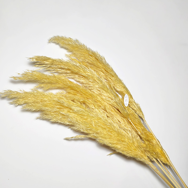 샴페인 컬러(5개/묶음)