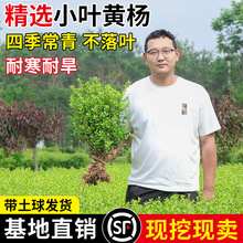 小叶黄杨苗瓜子黄杨球苗庭院篱笆绿化独杆黄杨树苗大叶黄杨冬青苗