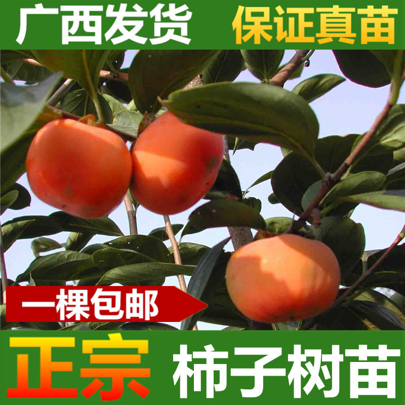 甜脆柿子苗果树苗快结果果苗水果日本甜柿子苗柿树南方北方种植