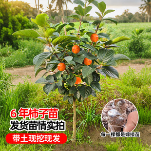 ���Ә�����ش�̖ͥԺ�޽��������ϱ����ͺ������Ϙ�����ļ�����