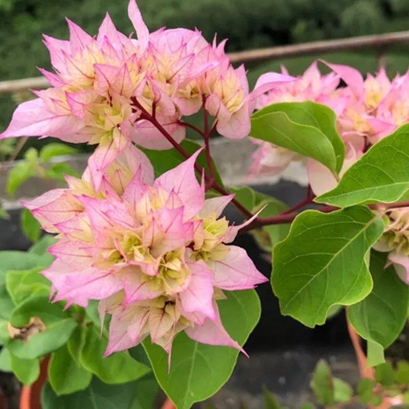 Qinhuahibiscus 老根耐寒性つる植物八重咲き四季開花鉢植え中庭観賞花バルコニー|undefined