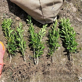 水生植物;灌木;种子