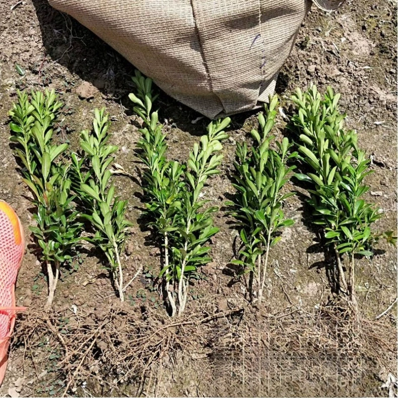 Оптовая продажа саженцы самшита язык зяблик язык Самшит Озеленение саженцев цветной блок изгороди