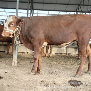 �����S��ţ�Bֳ���������T����ţ�r�� ������ľٝţ