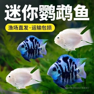 �����W�^�~���w�^�p�~С�͵�ˮ�Ꭷ�~�猚�{�׽�һ���ɷ�ֳ�N�~��