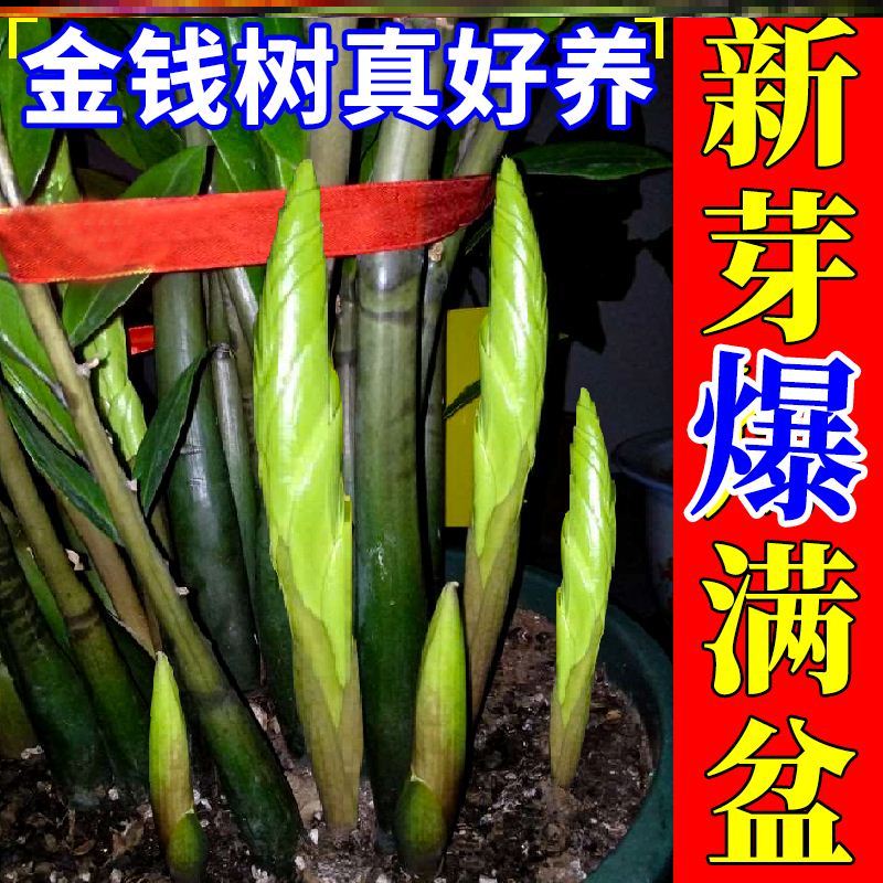 金钱树肥料肥叶子发黄发财树营养液绿植花卉缓释肥颗粒通用型