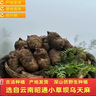 ���r���������ͨС�݉η�Ұ����ș�Ğ��t�Nֲ�ɵ����־������Ȼ