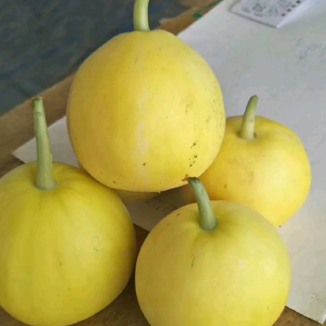 Привитые саженцы дыни Привитые саженцы дыни № 20