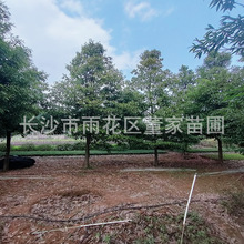 批发12金丝楠木 金丝楠木树苗大量供应 湖南金丝楠批发