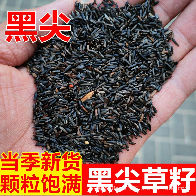 Черный наконечник Просо Кормление птиц Нигер добыча семян травы щебетание Нефритовая птица Гибискус птица Золотой Зеленый Большой Золотой Конопля Корм для птиц