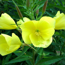 【跨境供货】黄花月见草花种子夜来香室外景观庭院绿化观花种籽四