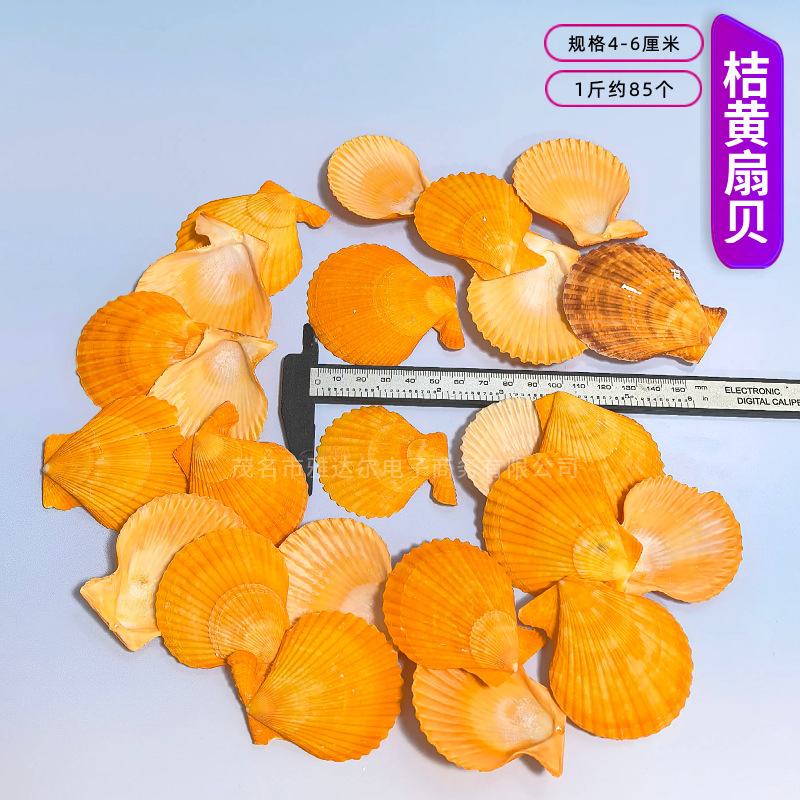 天然法螺貝 卸売供給源 魚水槽造園 工芸品 消耗品 1-10cm シェル|undefined
