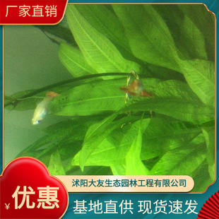 Base Direct Supply of Duck Tongue Grass Large Favorably Aquatic Plants