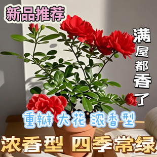 ˮֲǧ㻨҃ͥԺ̨ļG