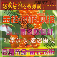 桂花树苗桂花苗金桂丹桂苗四季桂状元朱砂红血桂八月桂银桂花小苗