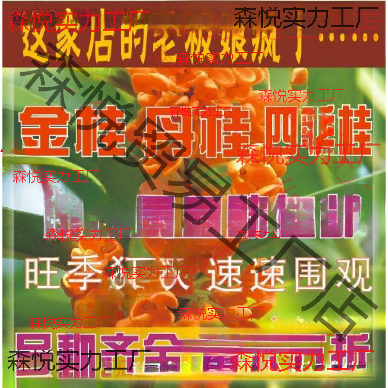 桂花树苗桂花苗金桂丹桂苗四季桂状元朱砂红血桂八月桂银桂花小苗