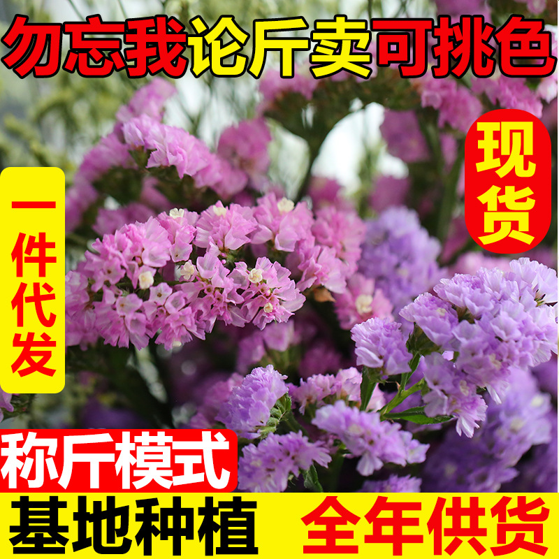 Forget me not flower natural Air drying Dried flowers Bouquet of flowers decorate Decoration a living room flower arrangement Gypsophila wholesale