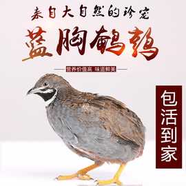 芦丁鸡蓝胸鹌鹑活体 包邮包活 迷你鸟观赏鸟 芦丁鸡种蛋