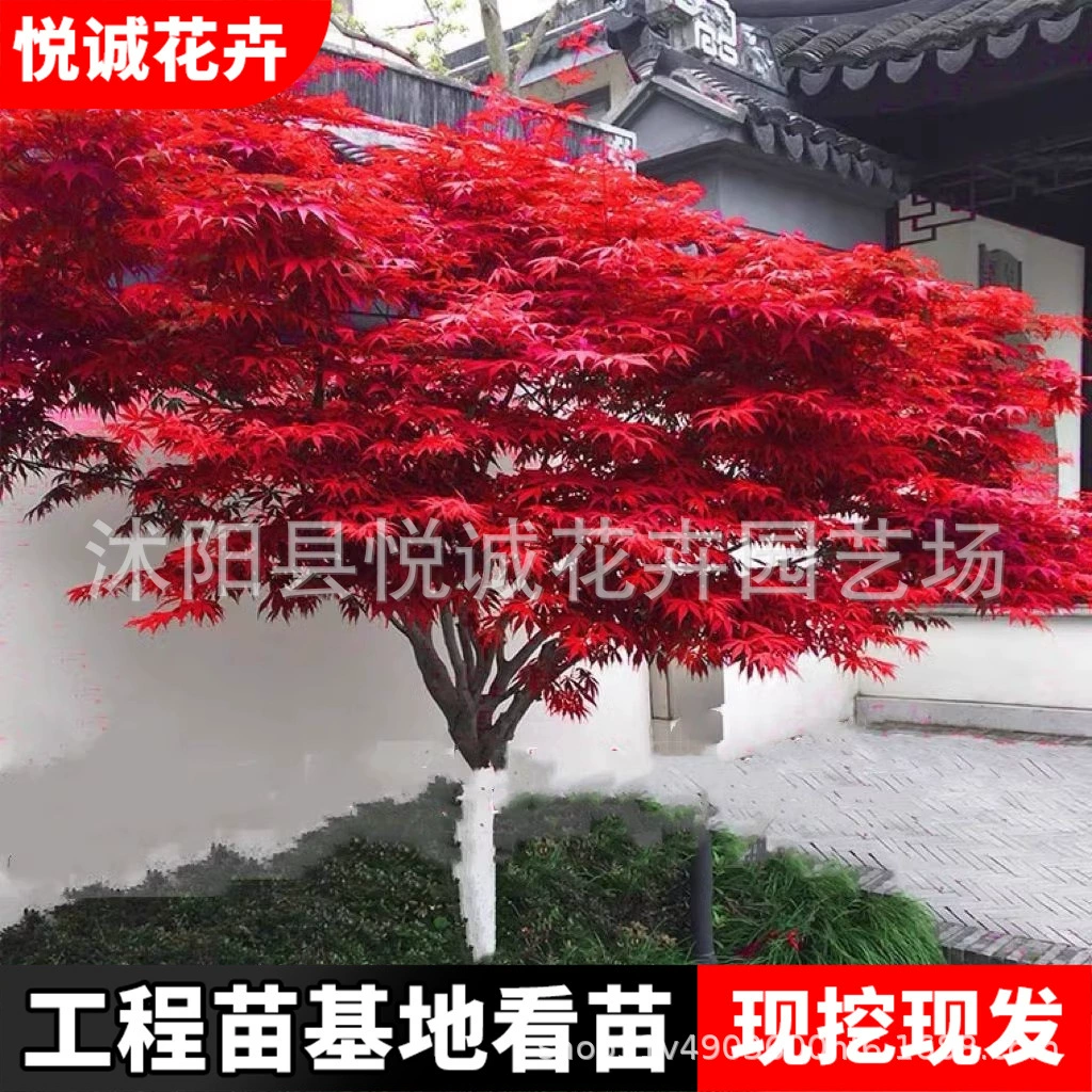 Японские саженцы красного клена оптом, зеленение саженцев, уличные деревья, украшение, красный клен в горшках, посадка во дворе, саженцы американского красного клена