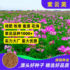 批发紫云英种子蜜源植物草籽四季牧草草种养蜂红花草果园绿肥种籽