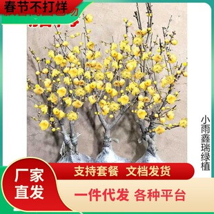 һ�����l�D÷���������������D÷ԭ���t÷���Ϙ��辰�G÷�ͺ�����