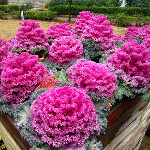Kale Seeds, Edible Autumn and Winter Purple Vegetable Seeds, Four-Season Potted Vegetable Seedlings, Winter